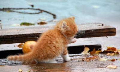 Это просто чудо: сеть растрогало видео спасения рыжего котенка из затопленной Херсонщины - hyser.com.ua - Украина - Херсонская обл.