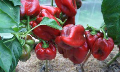 Урожай вас удивит: как вырастить крупный и сладкий болгарский перец. Попробуйте эту хитрость - hyser.com.ua - Украина