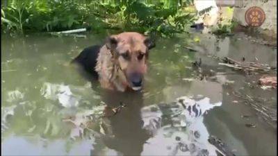Подрыв Каховской ГЭС – жители Одессы спасли пса – кадры - apostrophe.ua - Украина - Одесса