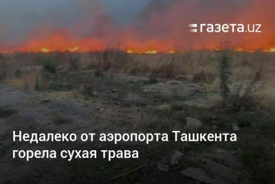 Недалеко от аэропорта Ташкента горела сухая трава - gazeta.uz - Узбекистан - Ташкент - район Мирабадский
