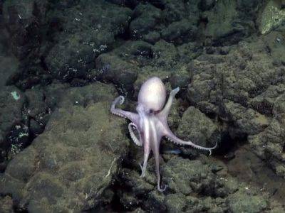 У берегов Коста-Рики обнаружен редкий глубоководный питомник осьминогов - unn.com.ua - Украина - Киев - Коста Рика