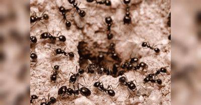 Сделайте так, и муравьи никогда больше не вернутся к вам в сад или на огород — даже через 20 лет - fakty.ua - Россия - Украина