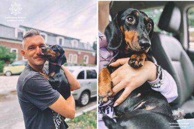 В Харькове нашелся хозяин собаки, которую приютила полицейская - objectiv.tv - Харьков