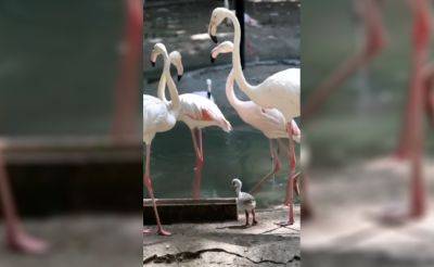В Ташкентском зоопарке впервые вылупились птенцы розовых фламинго. Видео - podrobno.uz - Узбекистан - Ташкент