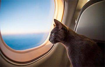 «Мои коты летали к заказчику на самолетах» - charter97.org - Белоруссия - Бобруйск