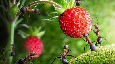 Возьмите обычную соду: во как быстро избавиться от муравьев на огороде или на даче - hyser.com.ua - Украина