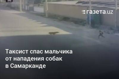 Таксист спас мальчика от нападения собак в Самарканде - gazeta.uz - Узбекистан