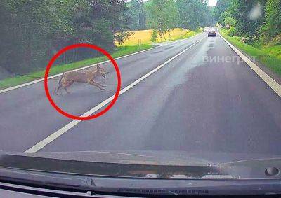 В Чехии под колеса машины выбежал волк: видео - vinegret.cz - Швейцария - Чехия