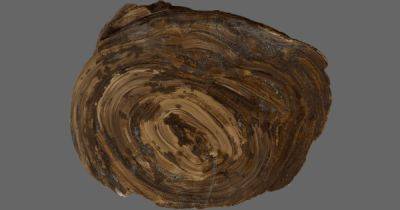 Найден самый старый желудочный камень, которому 150 млн лет: кому он принадлежал - focus.ua - Украина - Англия - Находка - Великобритания