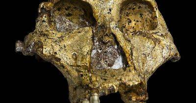 Получена самая древняя ДНК от предка человека: ее вытащили из зуба, которому 2 млн лет - focus.ua - Украина - Вена - Юар - Танзания