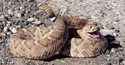 Проблемы с репутацией. Ученые считают, что гремучие змеи на самом деле милые и любят обниматься - focus.ua - США - Украина - шт. Калифорния