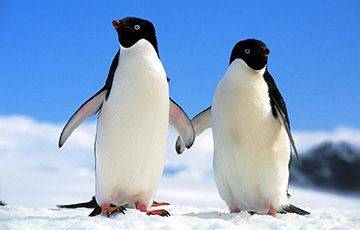 В Новой Зеландии нашли древнейшего пингвина - charter97.org - Белоруссия - Новая Зеландия