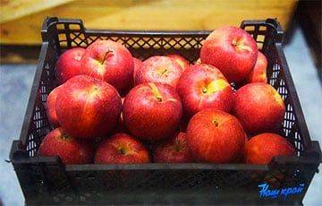 В Беларусь перестанут завозить польские яблоки, которыми сейчас завалены полки магазинов - charter97.org - Молдавия - Белоруссия - Польша