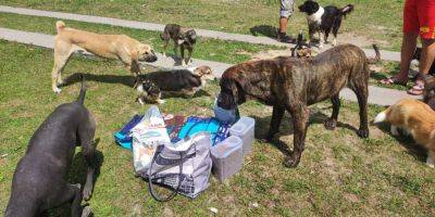 «Найди нового друга». Приют для животных, спасенных из Херсона, приглашает на День открытых дверей в Гостомеле - nv.ua - Украина - Херсон