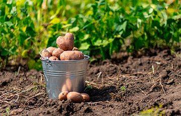 В Минске задержали «крупных картофельных мошенников» - charter97.org - Белоруссия - Минск
