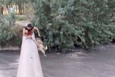 Тиктокеры, которые сбросили собаку в канал, найдены, они не останутся без наказания - podrobno.uz - Узбекистан - Ташкент