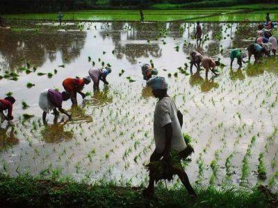 Крупнейший продавец риса в мире Индия думает над запретом его экспорта - unn.com.ua - Китай - Украина - Киев - Индия - Запрет
