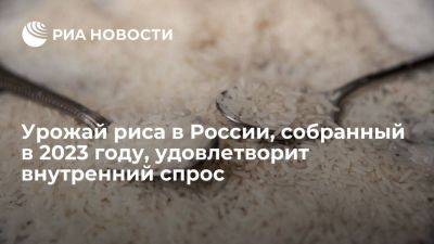 "Прозерно": урожай риса в России, собранный в 2023 году, удовлетворит внутренний спрос - smartmoney.one - Россия - Индия - Таиланд