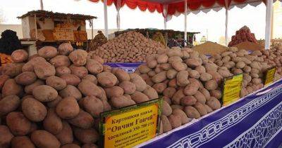 Около 1 миллиона 100 тысяч тонн картофеля планируют собрать в Таджикистане в этом году - dialog.tj - Таджикистан - Хатлонской обл.