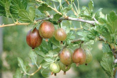 Крыжовник - польза ягод для здоровья - какие витамины содержит и как влияет на организм - apostrophe.ua - Украина