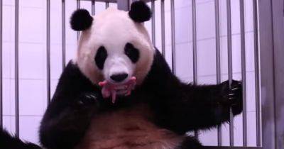 Впервые в истории: в южнокорейском зоопарке родились панды-близнецы (видео) - focus.ua - Китай - Южная Корея - Украина - Сеул - Корея