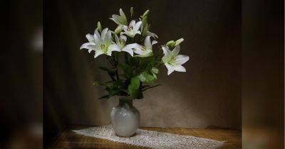 Советы по уходу за лилиями в вазе: как сохранить эти невероятные цветы как можно дольше - fakty.ua - Украина