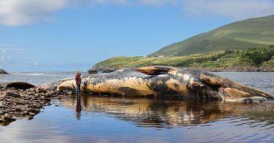 Вскрытие огромного мертвого кита остановили из-за возможного взрыва трупа: как это может быть (фото) - focus.ua - Украина - Ирландия
