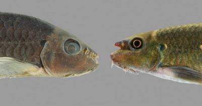Популярная аквариумная рыба оказалась совершенно новым видом (фото) - focus.ua - США - Украина - шт.Флорида - Бирма