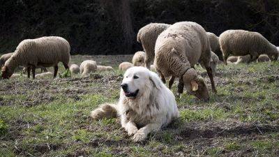 Французские пастухи снова нуждаются в услугах пату - ru.euronews.com - Франция