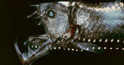 Загадочная глубина: почему глубоководные рыбы выглядят как инопланетные существа (фото) - focus.ua - США - Украина - шт. Калифорния