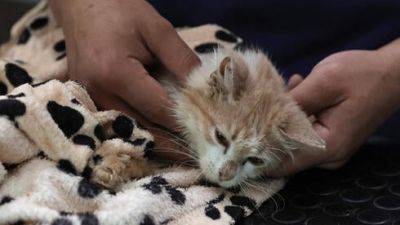 Внезапная болезнь уносит жизни кошек - vesty.co.il - Израиль - Турция - Кипр