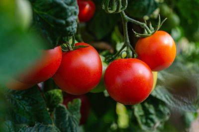 Пустоцветы на помидорах – какие причины и чем подкормить помидоры для роста плодов - apostrophe.ua - Украина