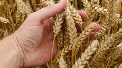 Почти 33 млн тонн сельхозпродукции вывезено в 45 стран за зерновую сделку - dialog.tj - Одесса - Стамбул