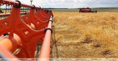 Over 550,000t of grain threshed in Belarus - udf.by - Belarus