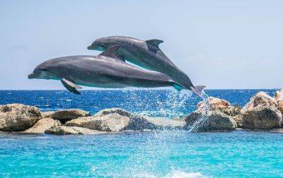 В Японии дельфины напали на людей - korrespondent.net - Украина - Япония - Нападение