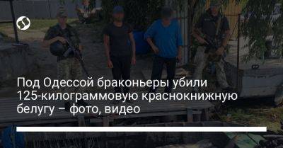 Под Одессой браконьеры убили 125-килограммовую краснокнижную белугу – фото, видео - liga.net - Украина - Одесса - Одесская обл.