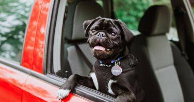 Ветеринары рассказали, почему нельзя оставлять животных в автомобиле летом - focus.ua - Украина