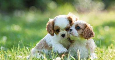 Родственные связи. Ветеринары рассказали, могут ли собаки узнавать матерей и братьев с сестрами - focus.ua - Украина