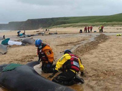 Более 50 китов погибли: животные выбросились на мель на шотландском острове - unn.com.ua - Украина - Киев - Англия - Шотландия - Экология