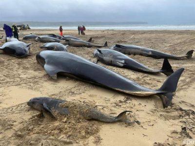 В Шотландии на берег выбросилось сразу 55 дельфинов - gordonua.com - Украина - Шотландия