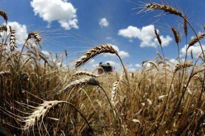 Тимур Алиев - Акции НКХП подорожали на 91% за два дня на фоне разрыва зерновой сделки - smartmoney.one - Россия - Новороссийск - Reuters