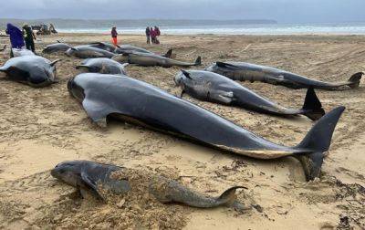 В Шотландии выбросилось на берег более 50 китов-гринд - korrespondent.net - Украина - Англия - Шотландия