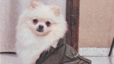 В Хайфе похитили породистую собаку и потребовали выкуп - vesty.co.il - Израиль