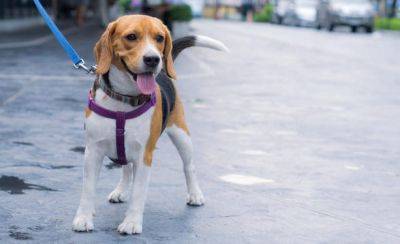 Во Франции - Во Франции с помощью ДНК будут искать хозяев собак, которые не убирают за своими домашними любимцами - unn.com.ua - Украина - Киев - Франция