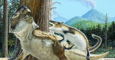 Драка возрастом 125 млн лет: найдена окаменелость млекопитающего, вцепившегося в динозавра (фото) - focus.ua - Украина - Китай - провинция Ляонин