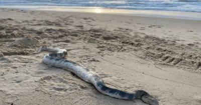 "Какое чудовище": из океана выползла огромная ядовитая морская змея (фото) - focus.ua - Украина - Австралия