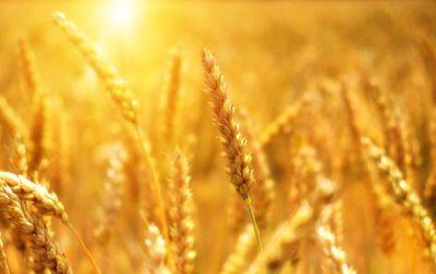 Цены на пшеницу взлетели на 8% после выхода России из зернового соглашения - korrespondent.net - Москва - Россия - Украина
