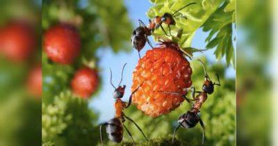 Два простых, но очень эффективных способа выгнать муравьев из вашего сада - fakty.ua - Украина