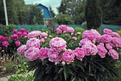 Многолетние цветы в августе – какие растения живут полвека и быстро адаптируются к почве - apostrophe.ua - Украина