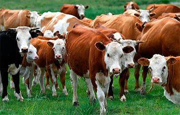 Британские ученые будут кормить коров нарциссами - charter97.org - Белоруссия